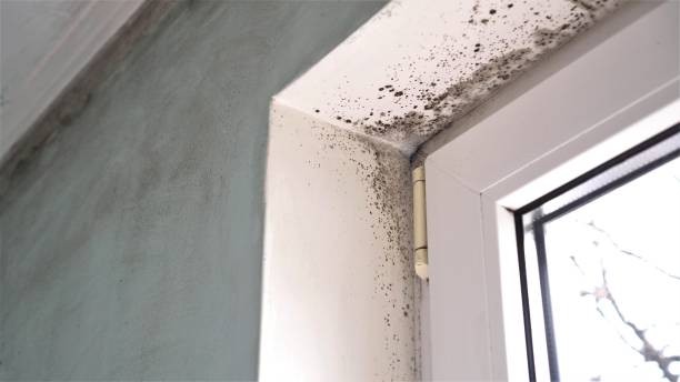 Best Commercial Mold Inspection  in North Bennington, VT