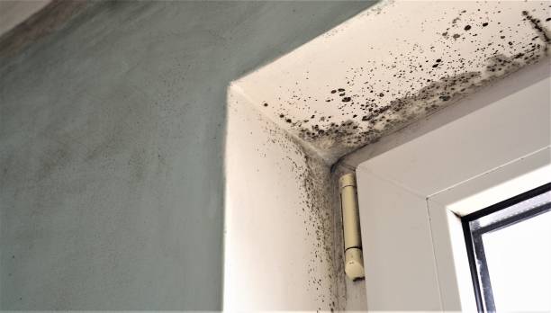 Best Mold Removal for HVAC Installations  in North Bennington, VT