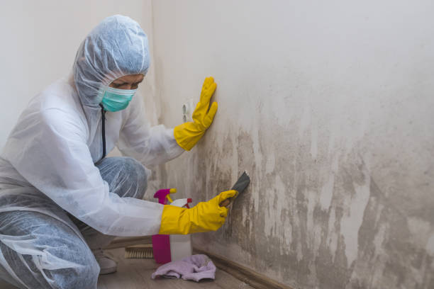Best Comprehensive Air Testing for Mold Contaminants  in North Bennington, VT
